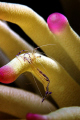   Pedersons cleaner shrimp no cropping  